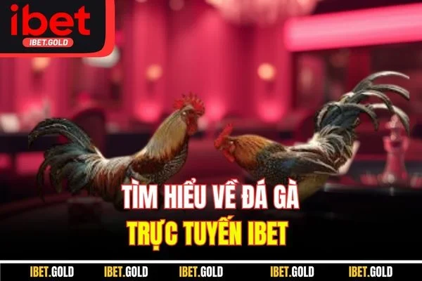 Tìm hiểu về đá gà trực tuyến Ibet