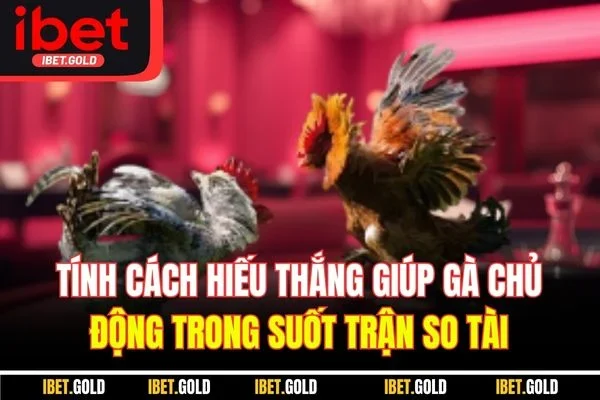 Tính cách hiếu thắng giúp gà chủ động trong suốt trận so tài